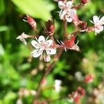 Saxifraga hirsuta Flor