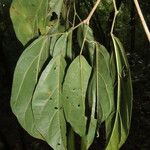 Fridericia schumanniana Blatt