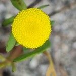 Cotula coronopifolia Flor