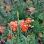 Leonotis leonurus Λουλούδι