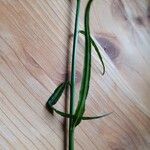 Campanula persicifolia Feuille