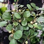 Ficus deltoidea Fuelha