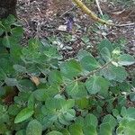 Plectranthus ornatus Leaf