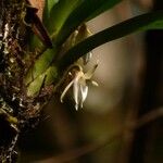 Jumellea triquetra Flower