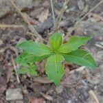 Rauvolfia tetraphylla Folha