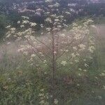 Peucedanum alsaticum Habit