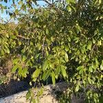 Picrodendron baccatum Hoja