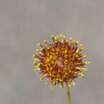 Thelesperma megapotamicum Lorea