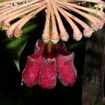 Marcgravia nepenthoides Цвят