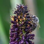 Amorpha fruticosa Flower