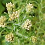 Pseudognaphalium undulatum Flower