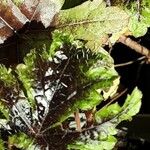 Tiarella trifoliata 叶