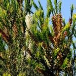 Melaleuca armillaris Vekstform