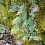 Polypodium vulgare Alkat (teljes növény)