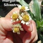 Tridax procumbensFlower