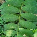 Polygonatum biflorum Foglia