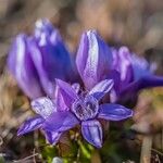 Gentianella germanica Blomma