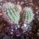 Echinocereus coccineus Листок