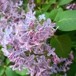 Syringa persicaLorea