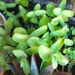 Sedum telephium Habit