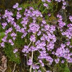 Erinus alpinus Flor