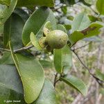 Diospyros samoensis Fruit