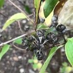 Philadelphus pubescens Fruit