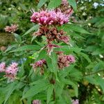 Eupatorium cannabinum Flower