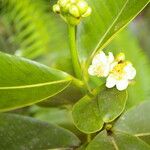 Clusia stenophylla Květ