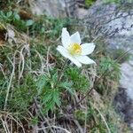 Anemone alpina Floro