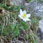 Anemone alpinaÕis