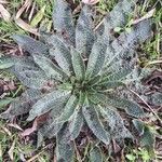 Echium asperrimum Leaf