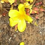 Cochlospermum planchonii Flower