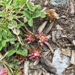 Trifolium thalii Flower