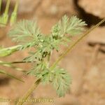 Erodium brachycarpum Övriga