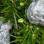 Sagina saginoides Flower