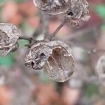 Nicotiana rustica Fruitua