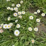 Erigeron peregrinus Fiore