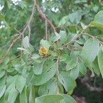 Anogeissus leiocarpa Flower