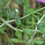Teucrium marum 葉
