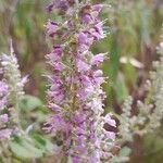 Elsholtzia stauntonii Flor
