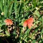 Lathyrus sphaericus Virág