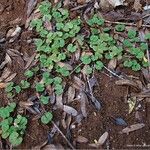 Dichondra microcalyx Yeri