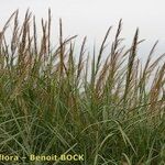 Arundo plinii आदत