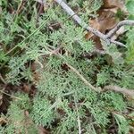 Artemisia alba Leaf