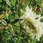 Cephalaria gigantea Flower