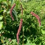 Persicaria lapathifoliaFruit