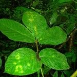 Paullinia rugosa Feuille