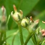 Lysimachia clethroides Fruto