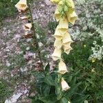 Digitalis luteaFlower